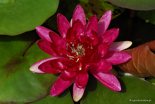 Nymphaea „Red Paradise”, lilia wodna, grzybień