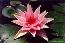 Nymphaea „Rosy Morn”