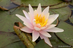 Nymphaea „Sioux”