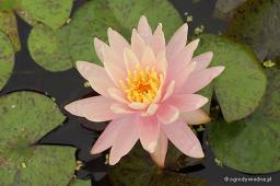 Nymphaea „Sunny Pink”