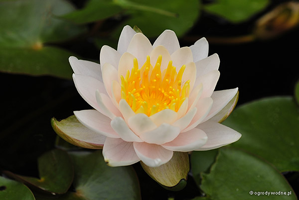 Nymphaea „Walter Pagels”, lilia wodna, grzybień