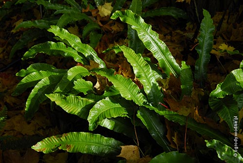 Phyllitis scolopendrium, języcznik zwyczajny