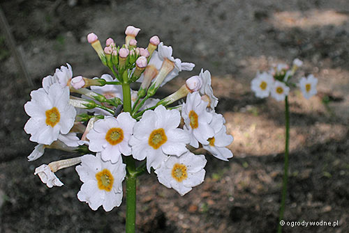 Primula japonica „Alba”, pierwiosnek japoński