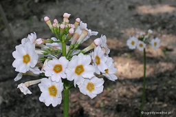 Primula japonica „Alba”