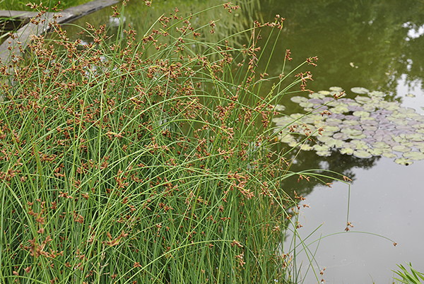 Scirpus lacustris, oczeret jeziorny